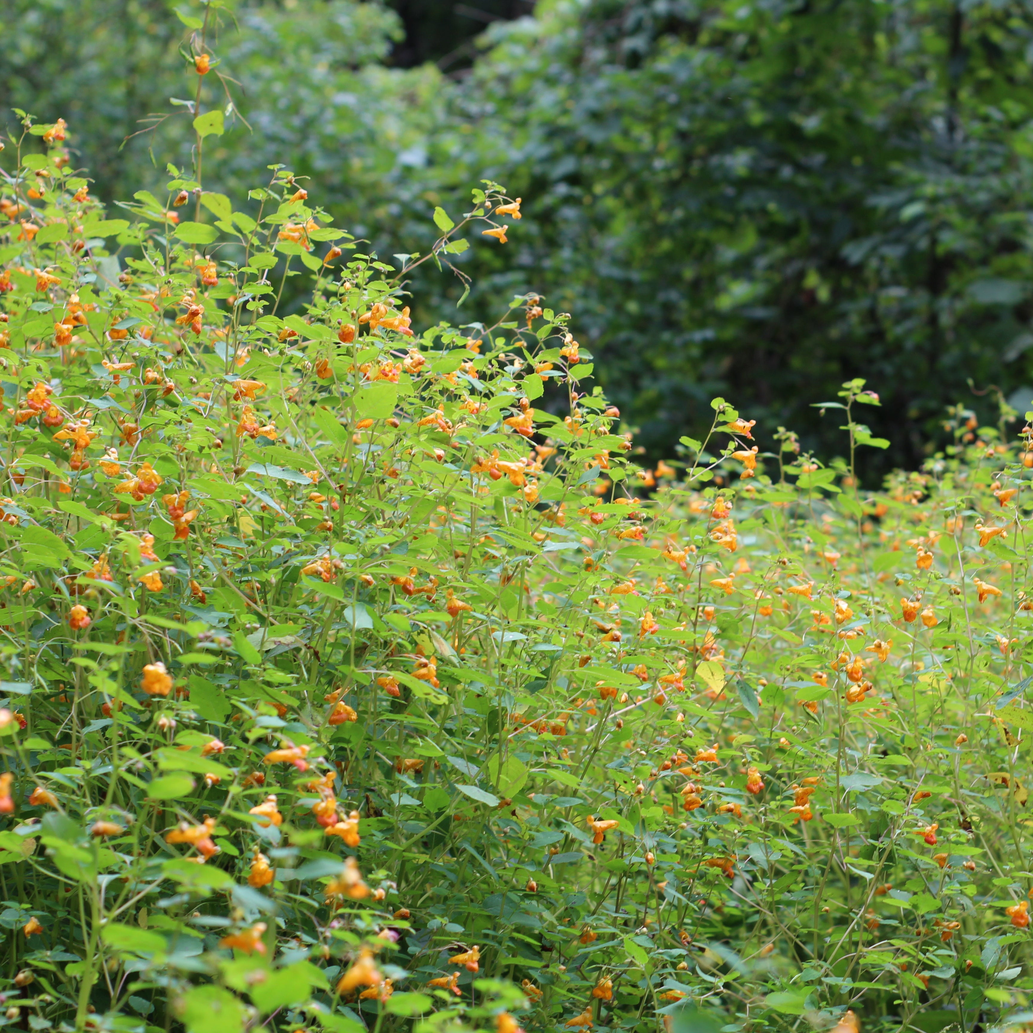 35~40PCS/35CM Long,Real Natural Dry Plant Beauty Grass Branch,Dried  Jewelweed Flower Bouquet For Home Decor,Wedding Decoration