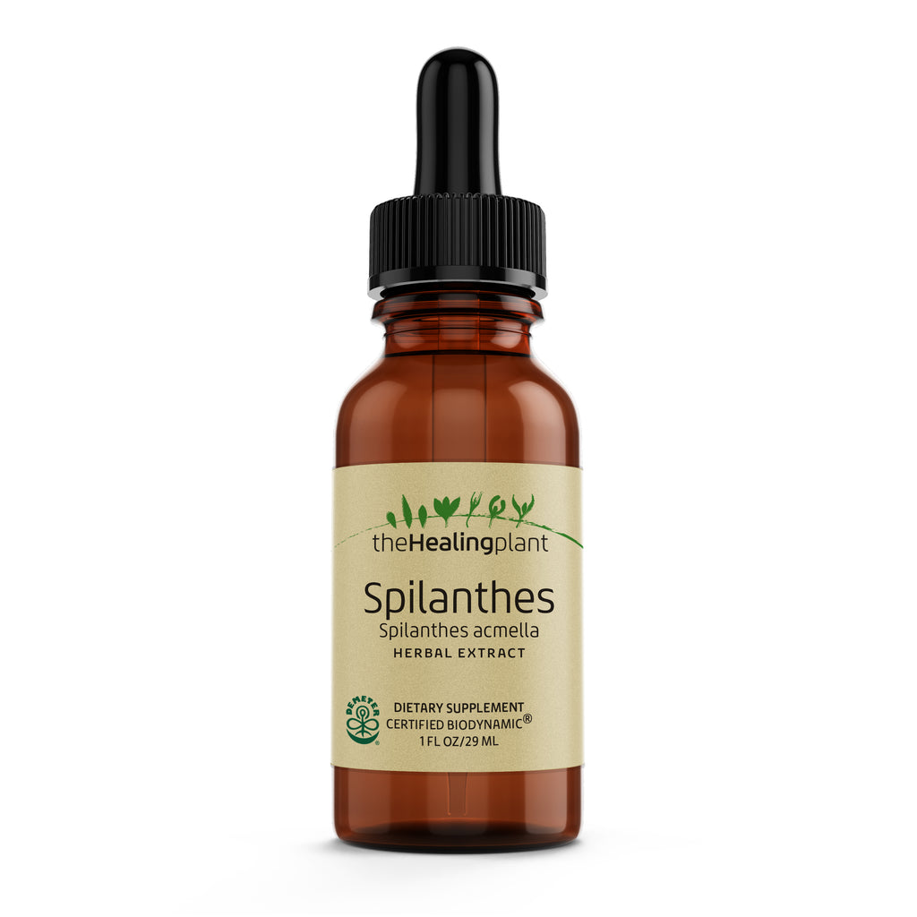 Spilanthes - Herbal Extract - 1 Fl oz